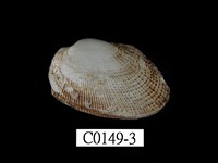 藏品(青鬚魁蛤)的圖片